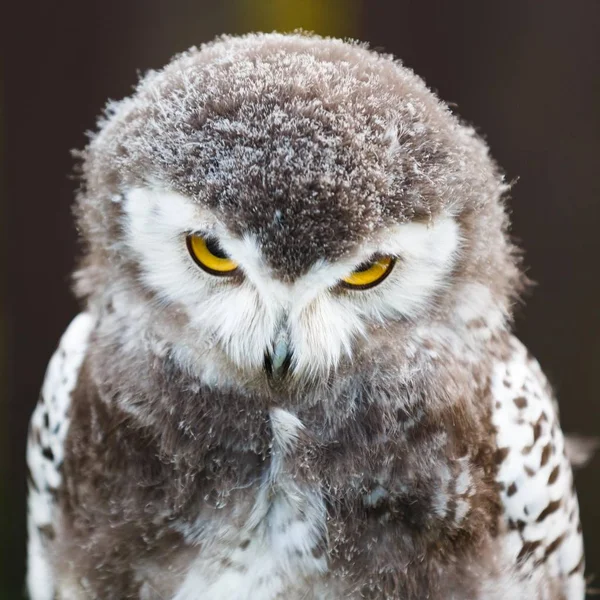 Evil owl