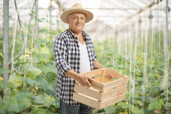Farmer holding an empty wooden crate in a greenhouse