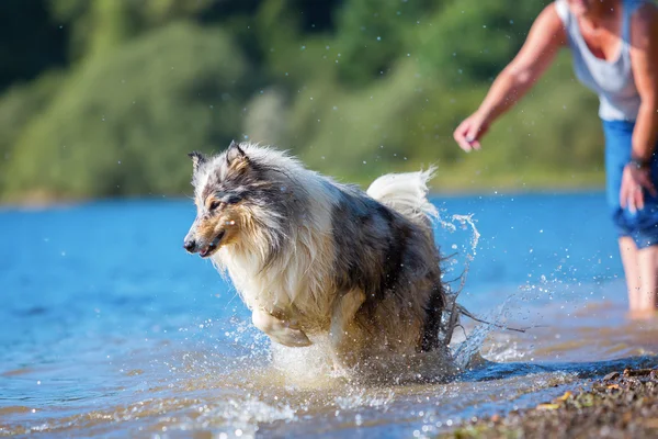 Dog runs after a thrown toy