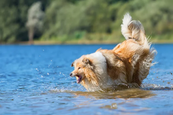 Collie dog barks in the water