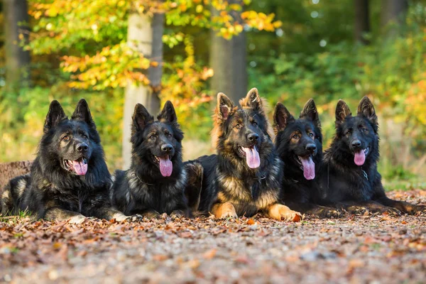 Pack of dogs in the autumnal forest