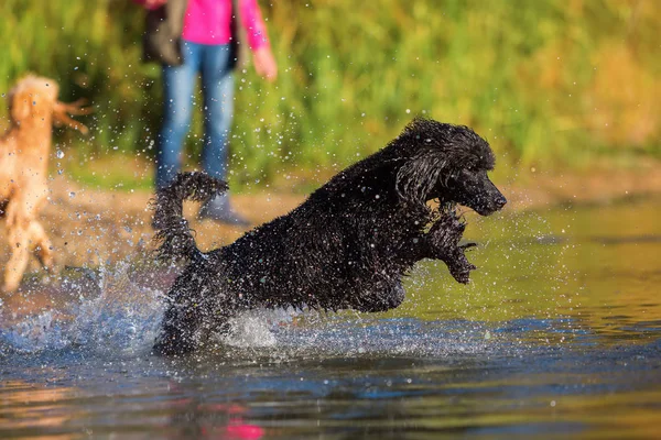 Royal poodle jumping for a ball