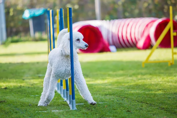 Royal poodle at an agility course