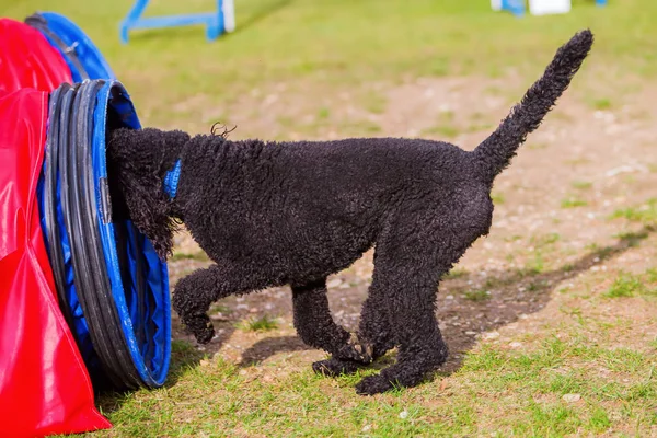 Royal poodle on an agility course