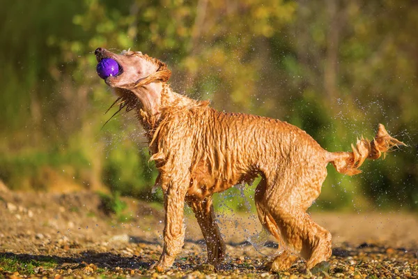 Wet poodle shaking the fur