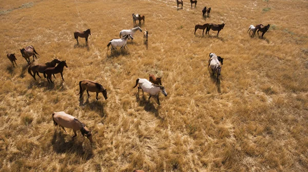 Aerial photo from flying drone of a thoroughbred horse are grazing in Kazakhstan district in sunny summer day.