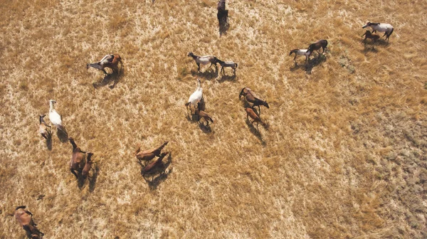 Top view aerial photo from drone of a meadow with beautiful animals in sunny summer day in Asia.