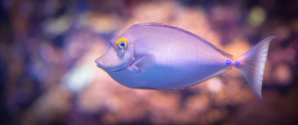 Violet fish artwork