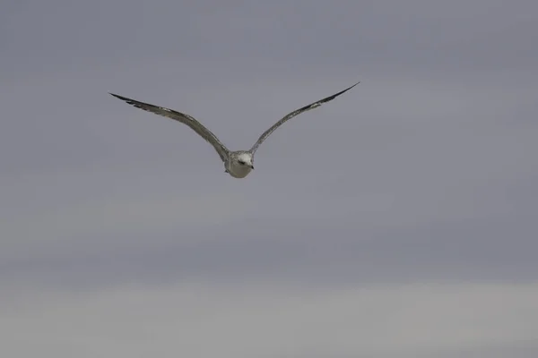 Bird sea gull at beach