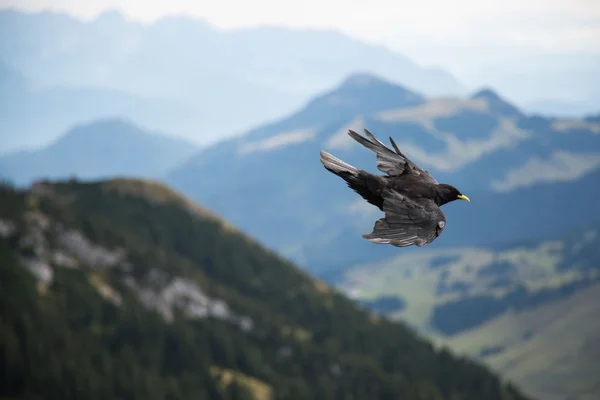 Raven in the mountains - Wendelstein