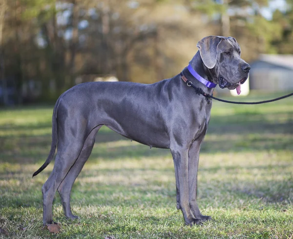 Grey Great Dane