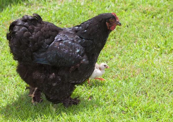 Mom and baby chicken