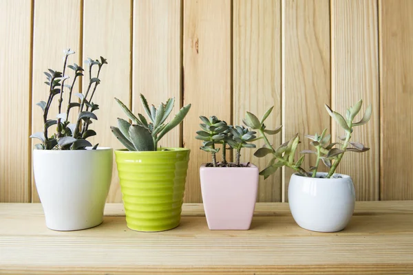 Indoor plant on wooden table and wooden wall
