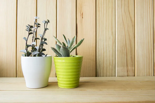 Indoor plant on wooden table and wooden wall