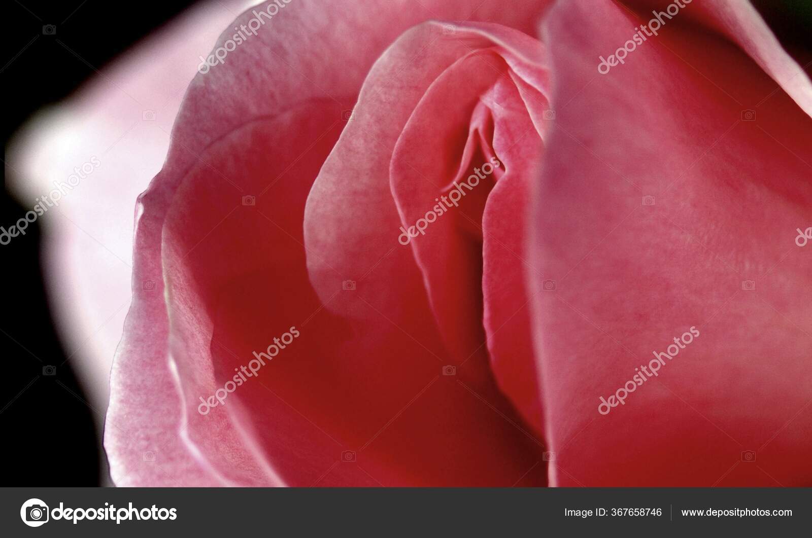 Sex Pussy Vulva Clitoris Vagina Orgasm Sexy Love Spring Bloom Stock Photo By Munimara