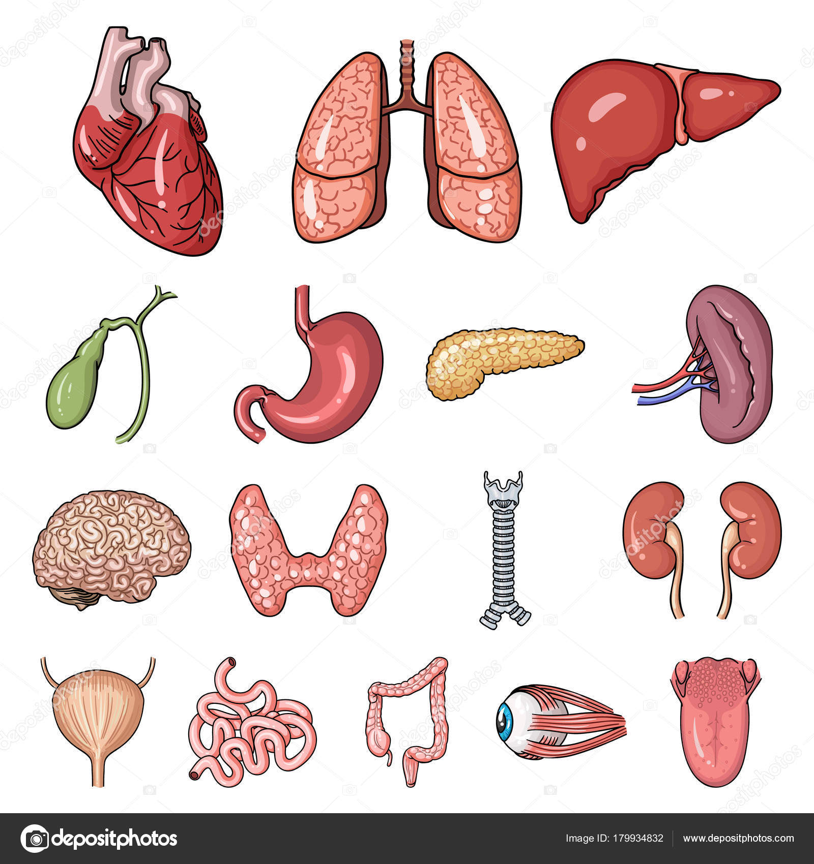 Organos Del Cuerpo Humano Ilustracion Del Vector Ilustracion De Humano E Images
