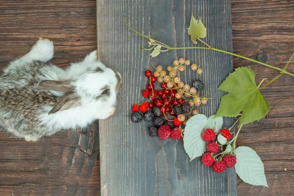 Rabbit or hare with wild berries