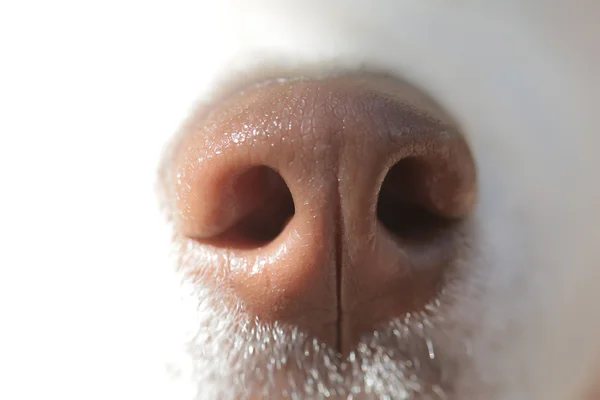 Funny dogs brown  nose