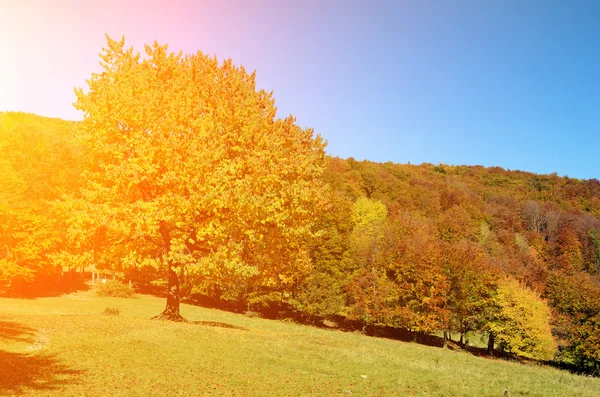 Magic landscape with a tree with yellow leaves against the sky i