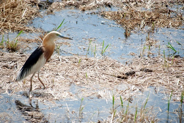 Young Egret walking on the paddy field in search of food.