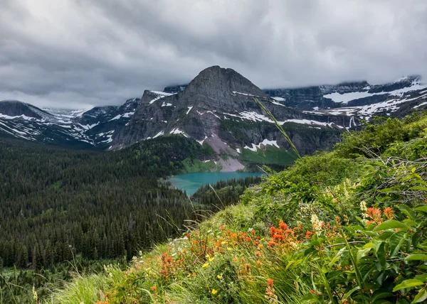 Indian Paintbrush Bloom on Mountain Side Above Grinnell Lake