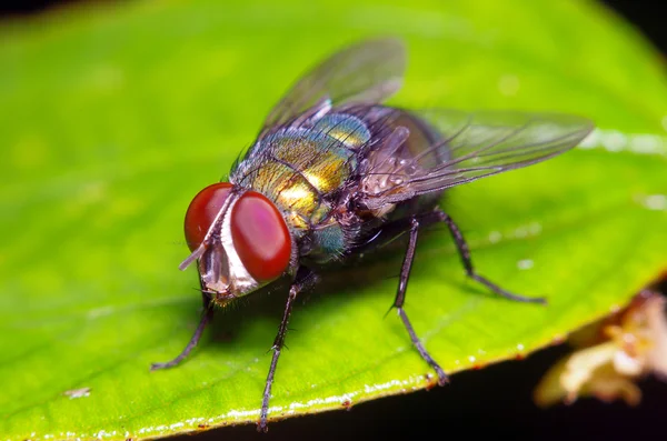 Small fly insect in the garden