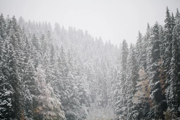 Snow falling on fir trees