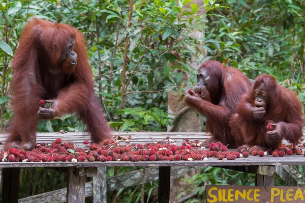 Family orangutans sit on a wooden platform and eat rambutan (Kumai, Indonesia)