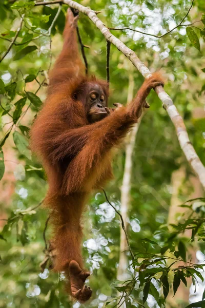 Fluffy orangutan hanging among the leaves and thinks on a tree (Bohorok, Indonesia)