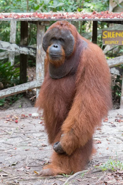 Powerful furry orangutan stands near a wooden platform with rambutan in the center (Kumai, Indonesia)