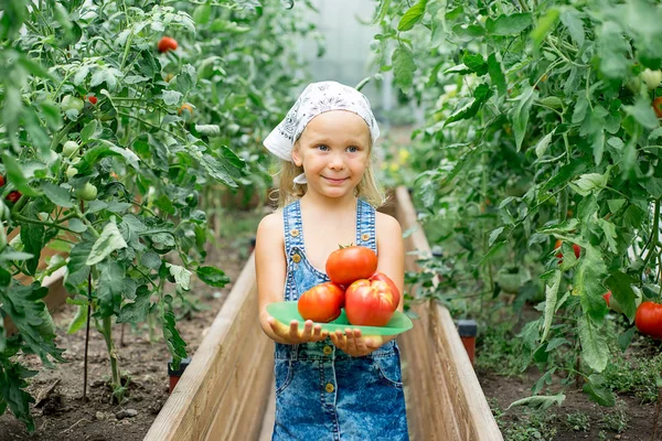 Little girl collects tomatoes in the greenhouse