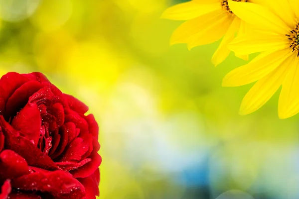 Red rose and yellow flower blossoming on natural green background