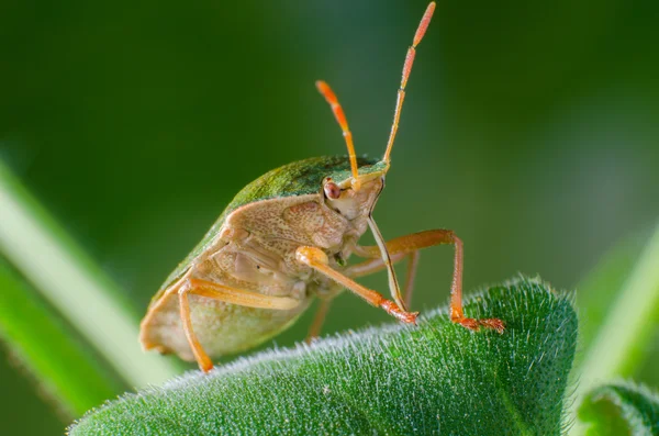 Green shield bug, Palomena prasina