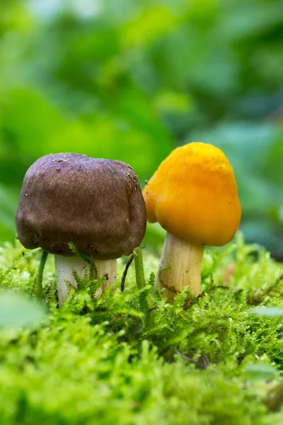 Yellow And Gray Mushrooms In Green Moss On A Natural Background In Natural Habitat Close Up. Tinted Photo