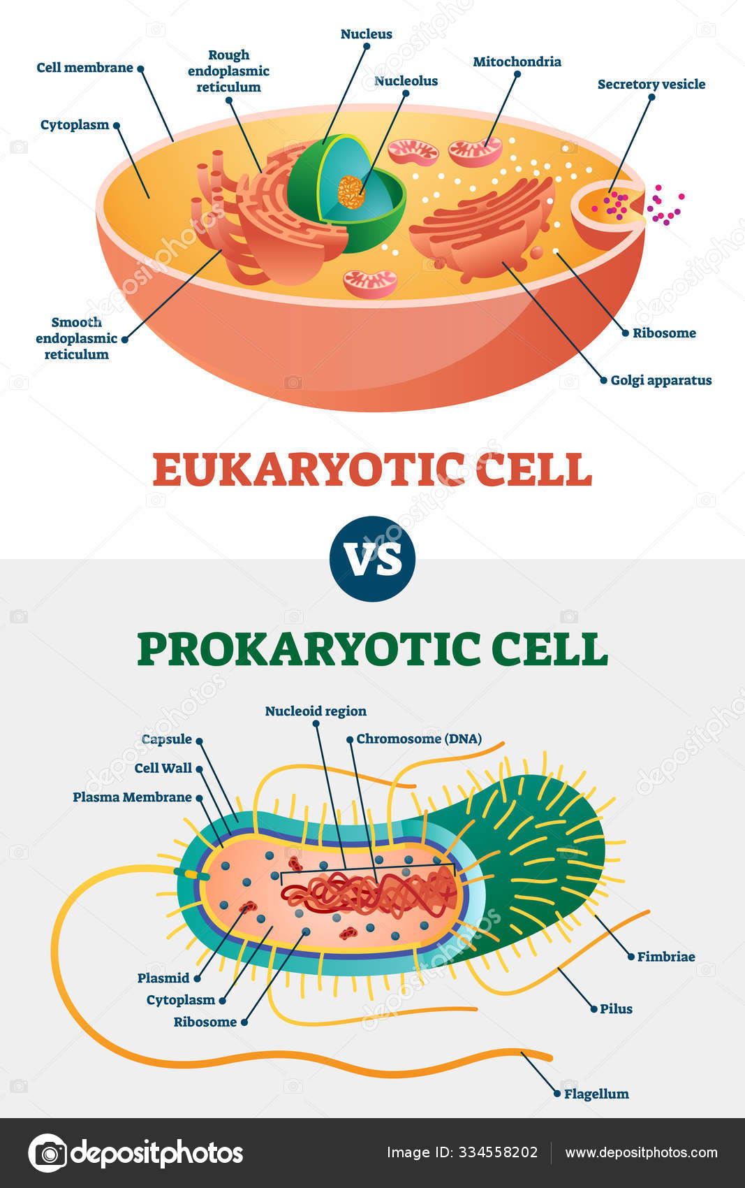 Eukaryotic Vs Prokaryotic Cells Educational Biology Vector
