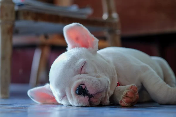 Young french bulldog white sleeping on the floor.