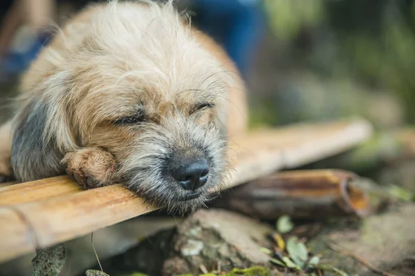 Very sad dog. Sad border Terrier.