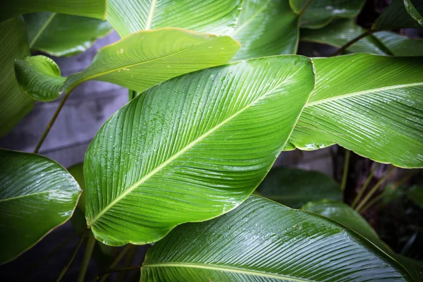 Big leaves, wet leaves many