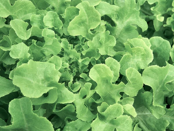 Organic lettuce background