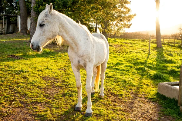 Portrait of a White Arabian Horse