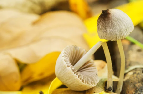 Beautiful mushrooms in the wood in autumn weather