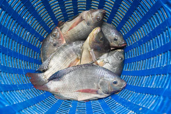 Tilapia and Nile tilapia in blue plastic bucket, raw fresh fresh