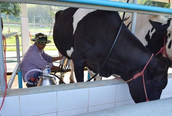 Farmer milk a cow in dairy farm  in Thailand