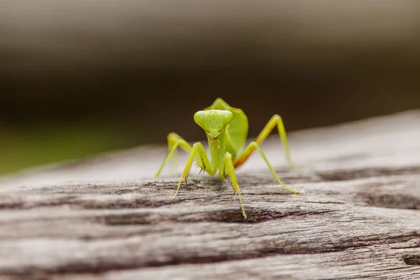 Female European Mantis or Praying Mantis, Mantis religiosa, on o