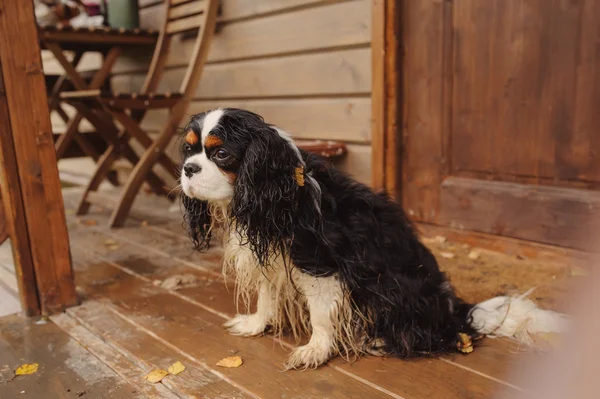 Wet and dirty cavalier king charles spaniel dog after the walk in autumn sitting at country house