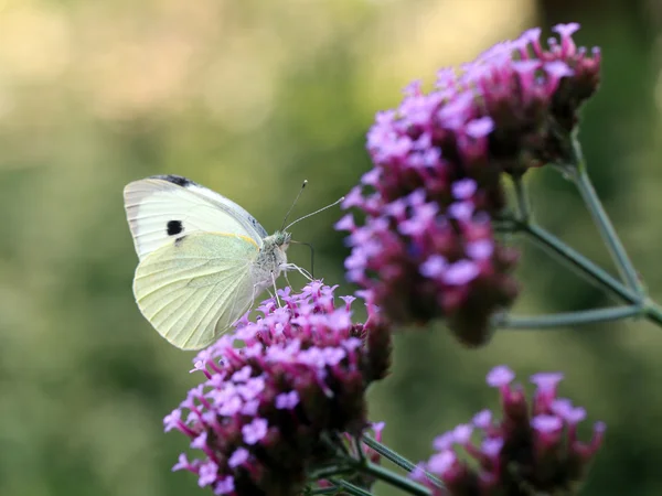 White butterfly sitting on flowers