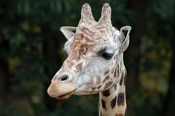 Giraffe in zoo close-up