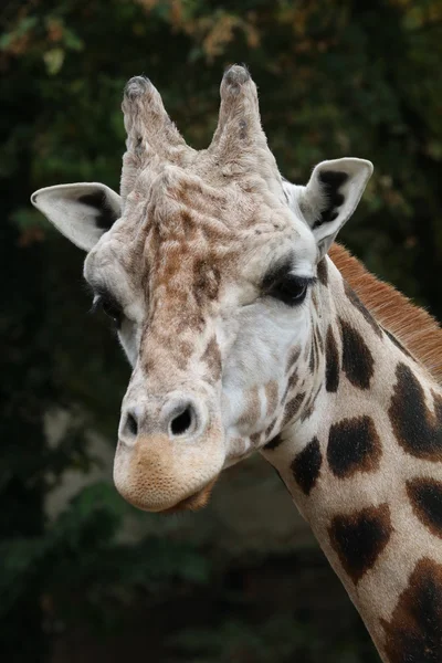 Giraffe in zoo close-up