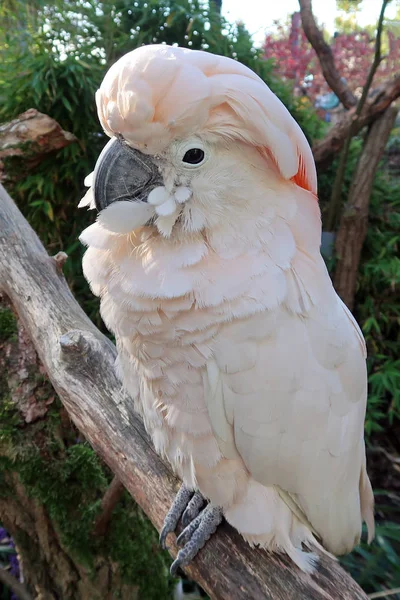 Big pink cockatoo