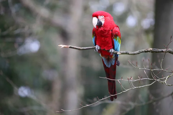 Macaw parrot on tree branch